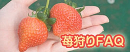 苺狩りFAQ